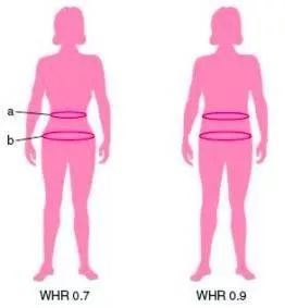 身体脂肪率的计算公式,身体脂肪率低代表什么