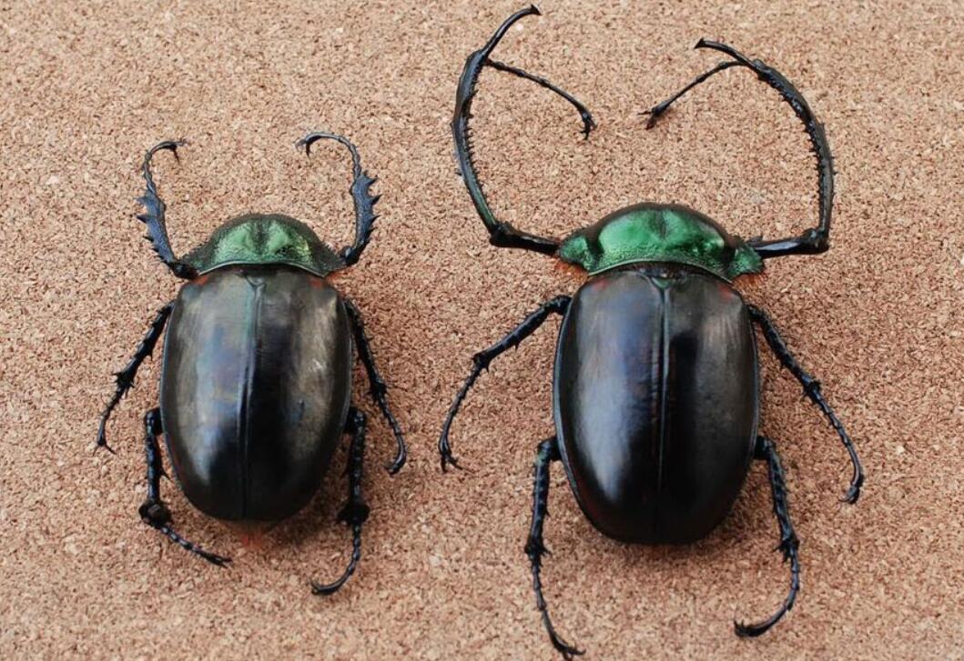 阳彩臂金龟灭绝原因,靖安县发现阳彩臂金龟