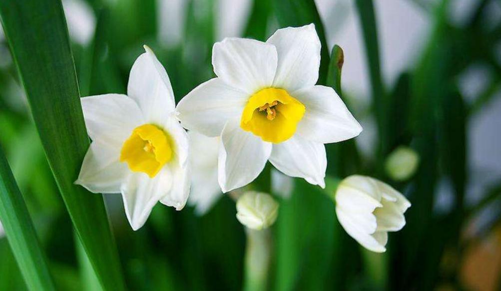 水仙花倒伏的原因和解决方法,水仙花叶子太长倒下了怎么处理