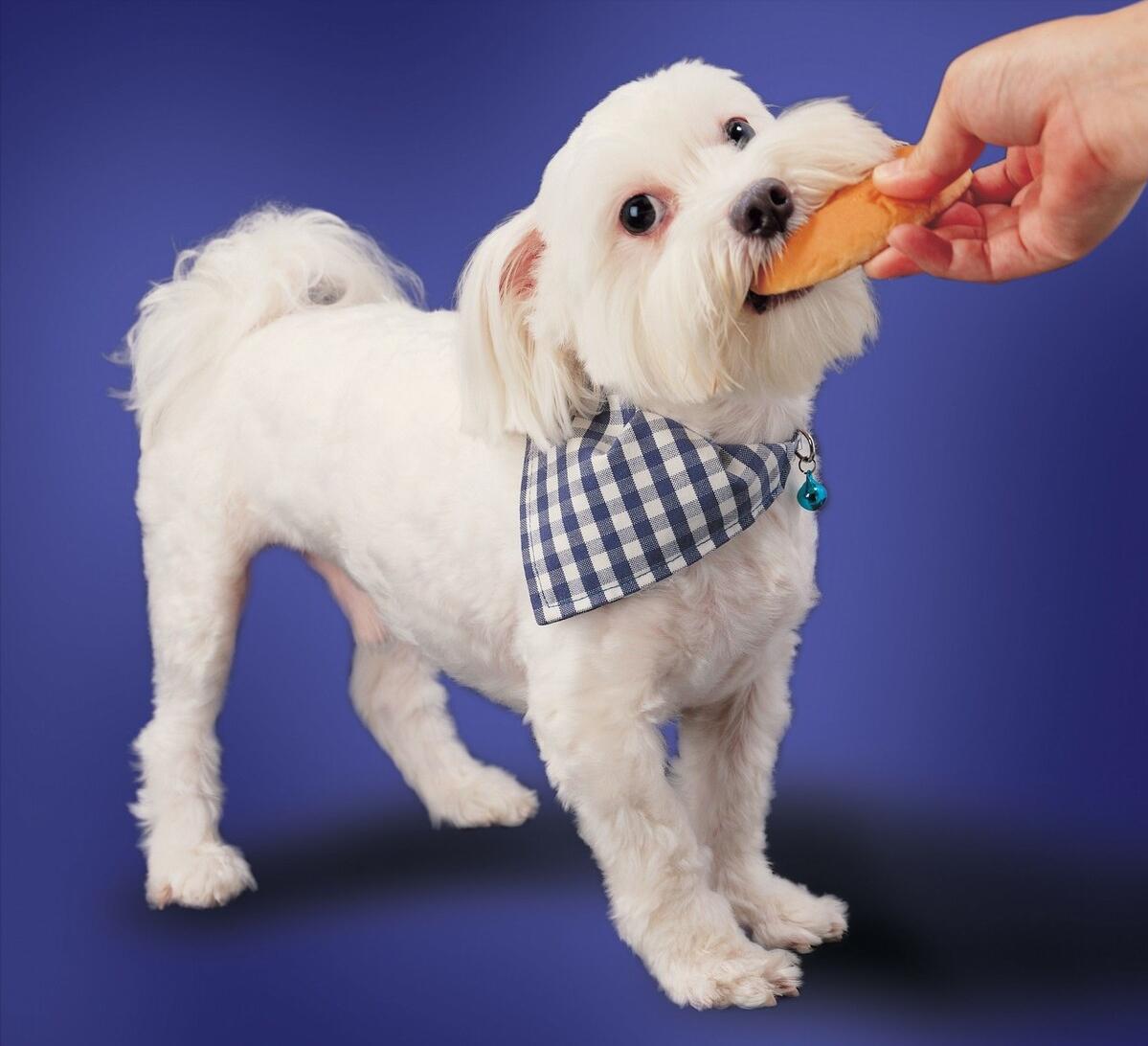 教狗几天训练一个动作,一周训练狗狗上厕所