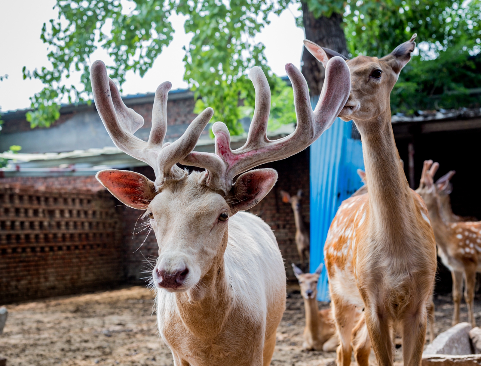 山东邹平市:退役军人夏方刚靠养殖梅花鹿走上致富路