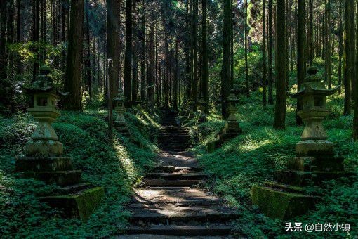 占用林地多少亩怎么处理,占用林地建房处罚标准细则