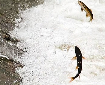 令人泪目的青海湖湟鱼洄游,青海湖湟鱼洄游后还能活吗