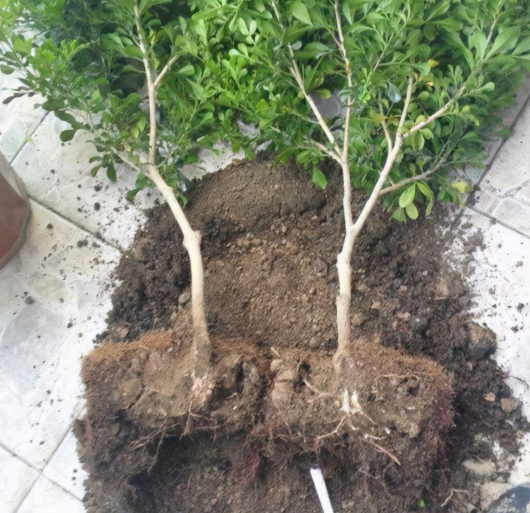 米兰花怎么养才能开得茂密,米兰花怎样养才会开得好