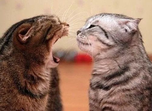 猫咪为什么特别能记仇,猫咪为什么经常偷袭猫主人