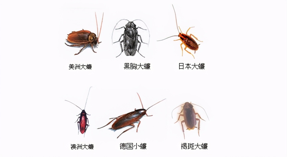 南方的蟑螂还是北方蟑螂厉害,南方蟑螂和北方小强哪个厉害