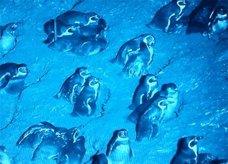 企鹅到底算不算鹅呢,企鹅是一群好的鹅吗