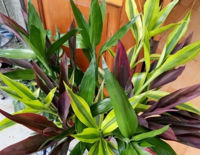 室内水培富贵竹发臭了怎么办？跟着3步走，还能恢复生机