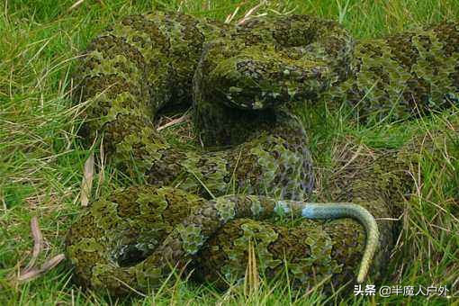 野外生存的知识有哪些,农村常见的蛇类你都认识吗