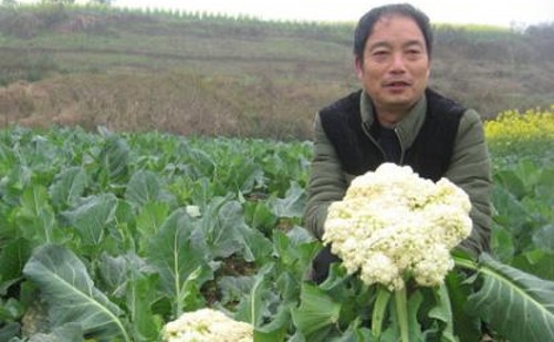 花菜的高产栽培技术,花菜种植技术教程视频