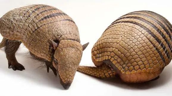 老哥朝他连开三枪，却被反弹的*弹子**击伤，犰狳是何种魔幻生物？