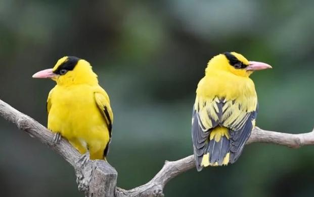 朋友说两个黄鹂鸣翠柳什么意思,学生说两个黄鹂鸣翠柳