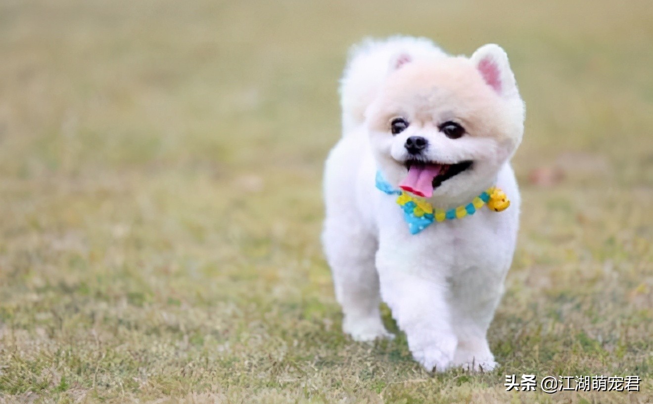 大狗经常被小狗欺负怎么办,小狗惹大狗