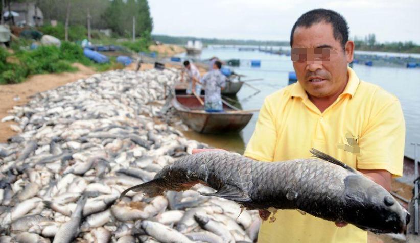 为什么说养殖赚不到钱,为什么搞养殖的朋友都说不挣钱