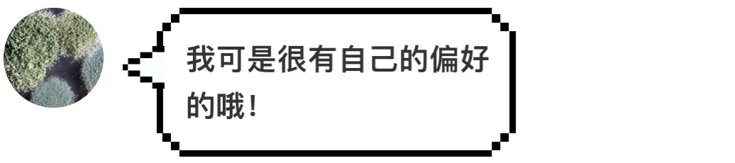 汉堡王又碰瓷麦当劳了,这次用的是发霉的汉堡
