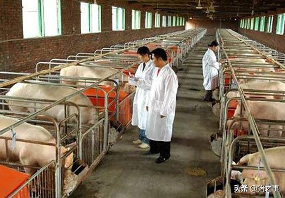 母猪想高产,怀孕管理很重要,妊娠期的用药禁忌,你都知道吗?