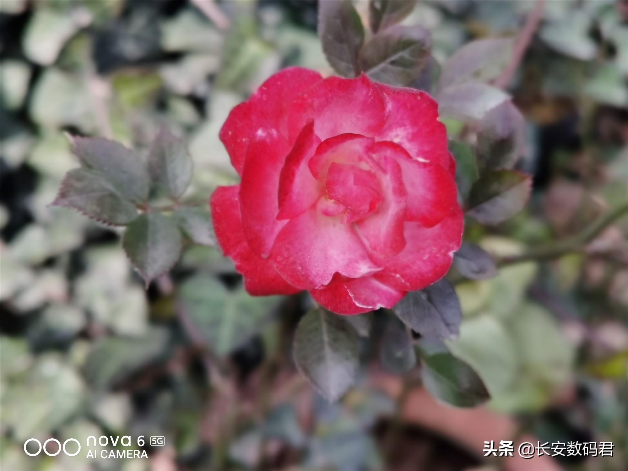 nova65g跑分,nova6和nova65g什么区别