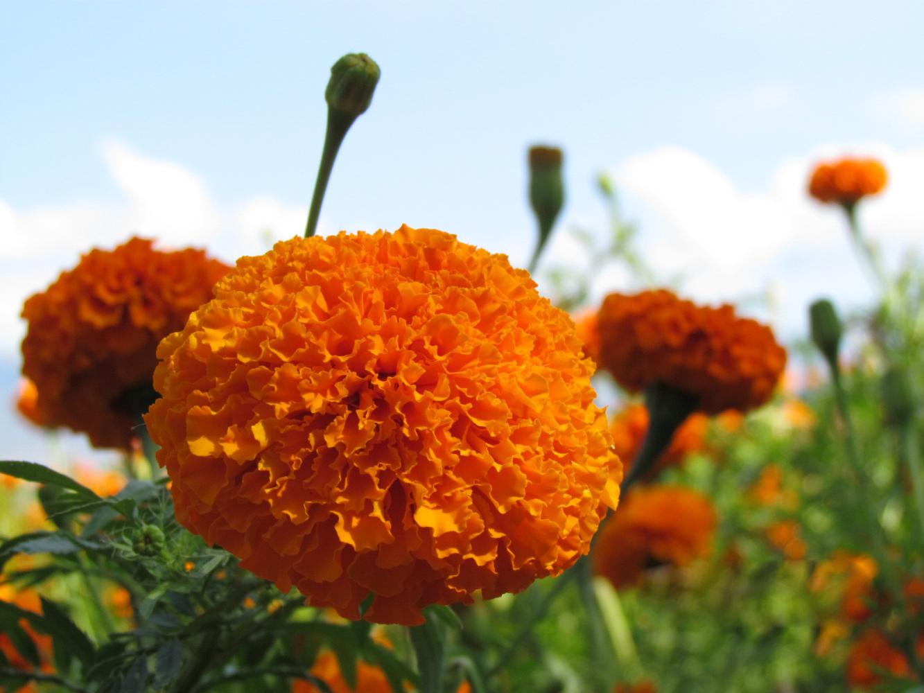 叶黄素是干嘛的可以护眼吗,叶黄素是眼睛的主要成分吗