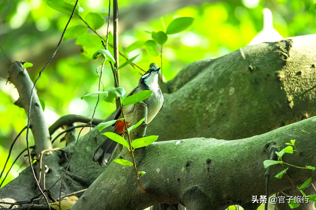 再游青秀山，看“熊猫级”国宝苏铁王，只为千年等一回的告别