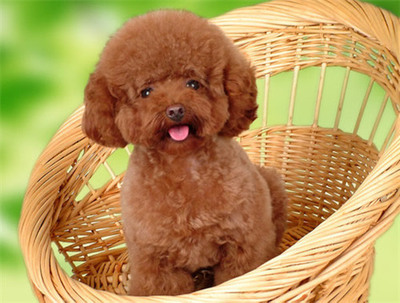 想养泰迪这6个缺点你可得想好了,怎么样来把泰迪养的又乖又漂亮呢