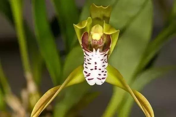 史上最全的兰花鉴赏,兰花品种之精品欣赏