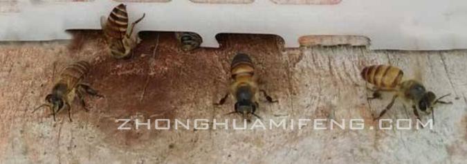 中蜂王台怎样鉴定好坏,主要检查蜂群哪几方面