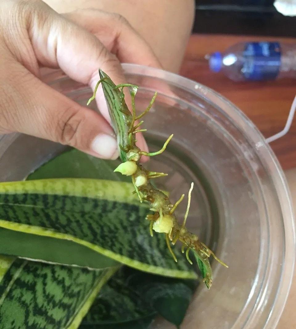 扦插花的养殖方法和技巧,养花扦插有妙招多肉