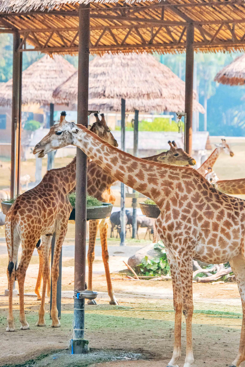玩转广州长隆野生动物世界之行,广州长隆动物世界游玩攻略图