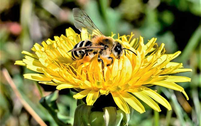 被蜜蜂蛰了脸肿了怎么处理,被蜜蜂蛰脚底板该怎么处理