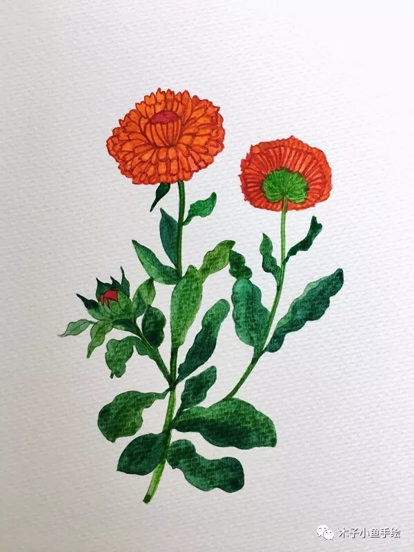 如何用水彩画落叶菊,水彩画初学者花教程步骤图片