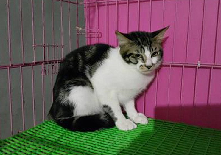 猫咪绝育之后为啥还会乱尿,猫咪绝育之后会不自信吗