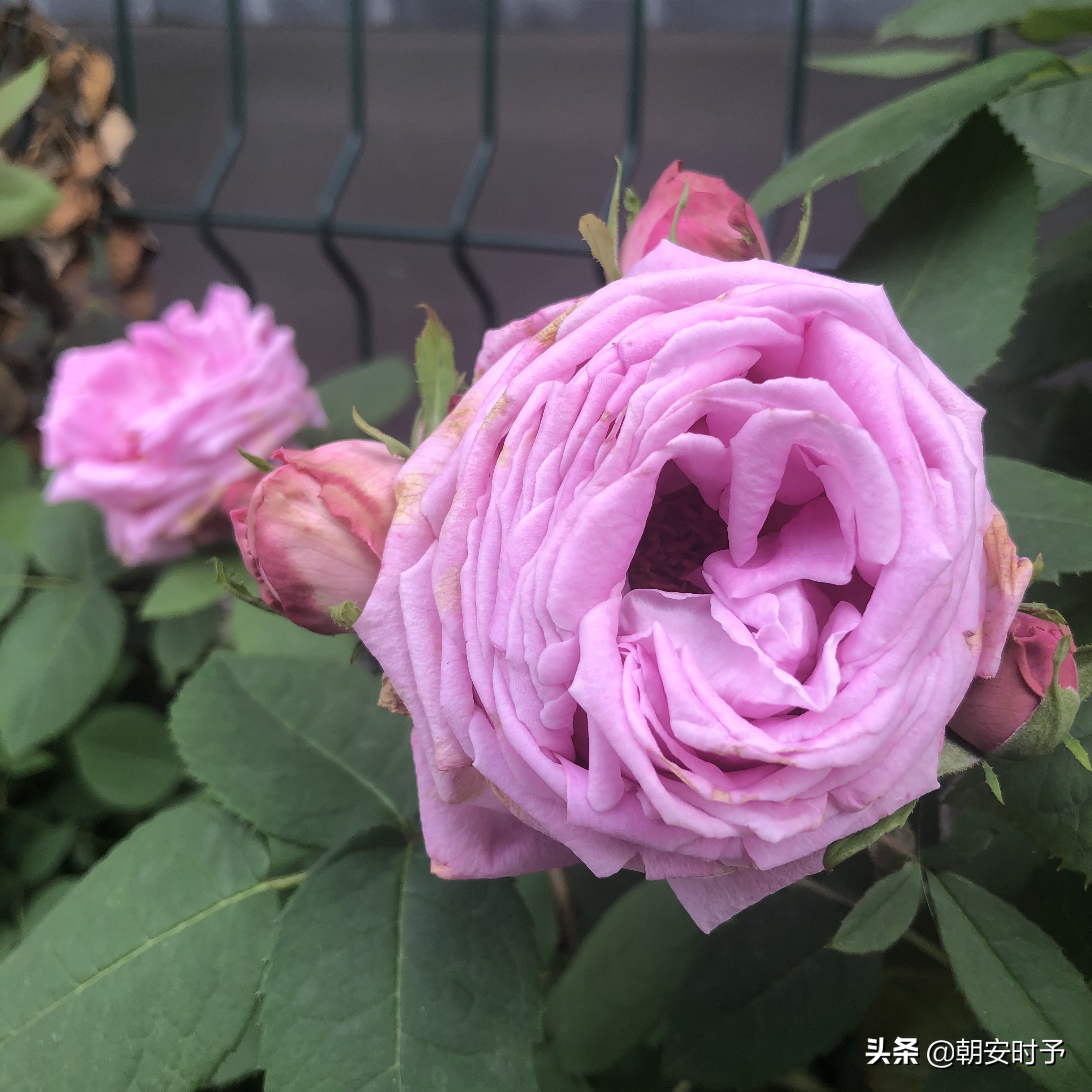 疫情中的武汉美景,大好河山武汉市