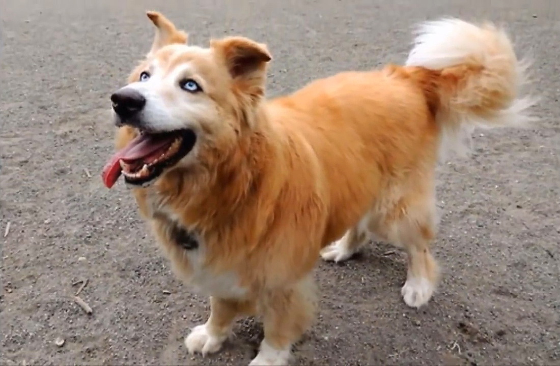 这些哈士奇都不是“纯种”的,但是比纯种二哈更有笑点