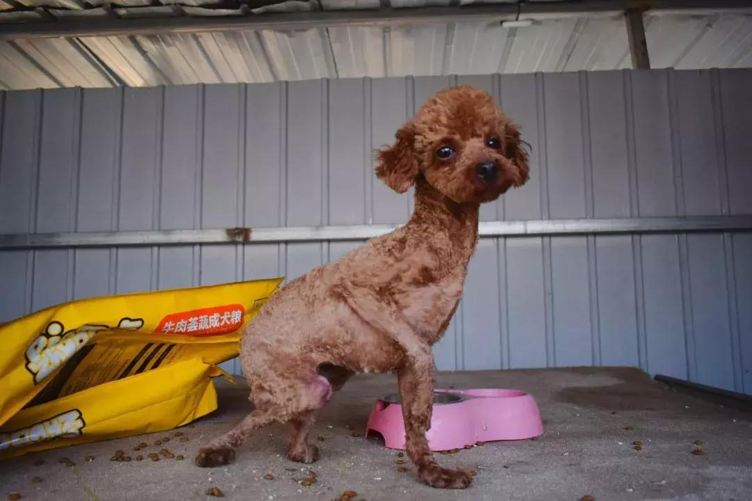 给它们一个家|线上宠物领养日,201903101