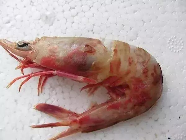 宁波一渔民整理海鲜大全,宁波最全的海鲜