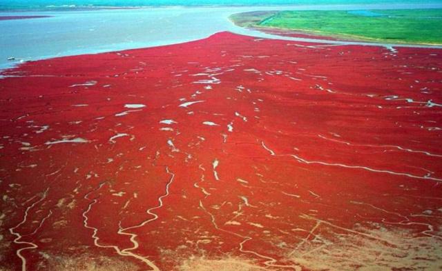 翅碱蓬为什么秋季变红,翅碱蓬退化