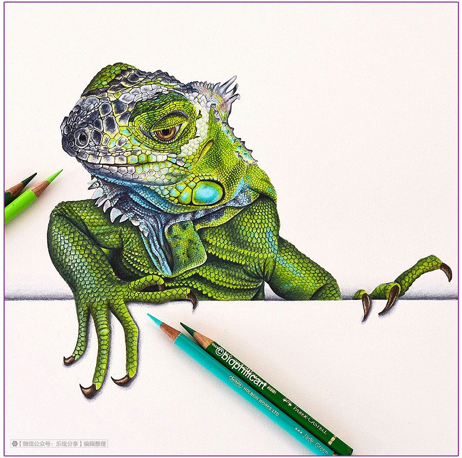 圆形牛皮纸彩铅画花鸟,彩铅画绿藤花鸟图片大全