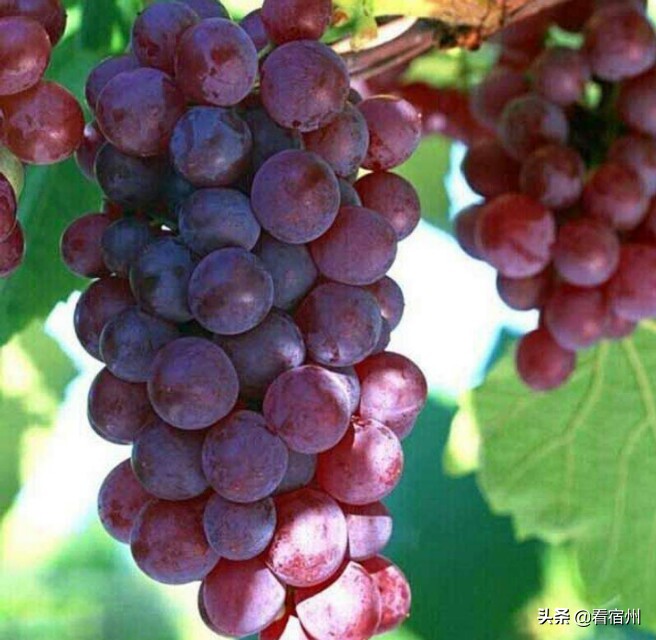 宿州五一附近美食攻略,宿州旅游周边美食