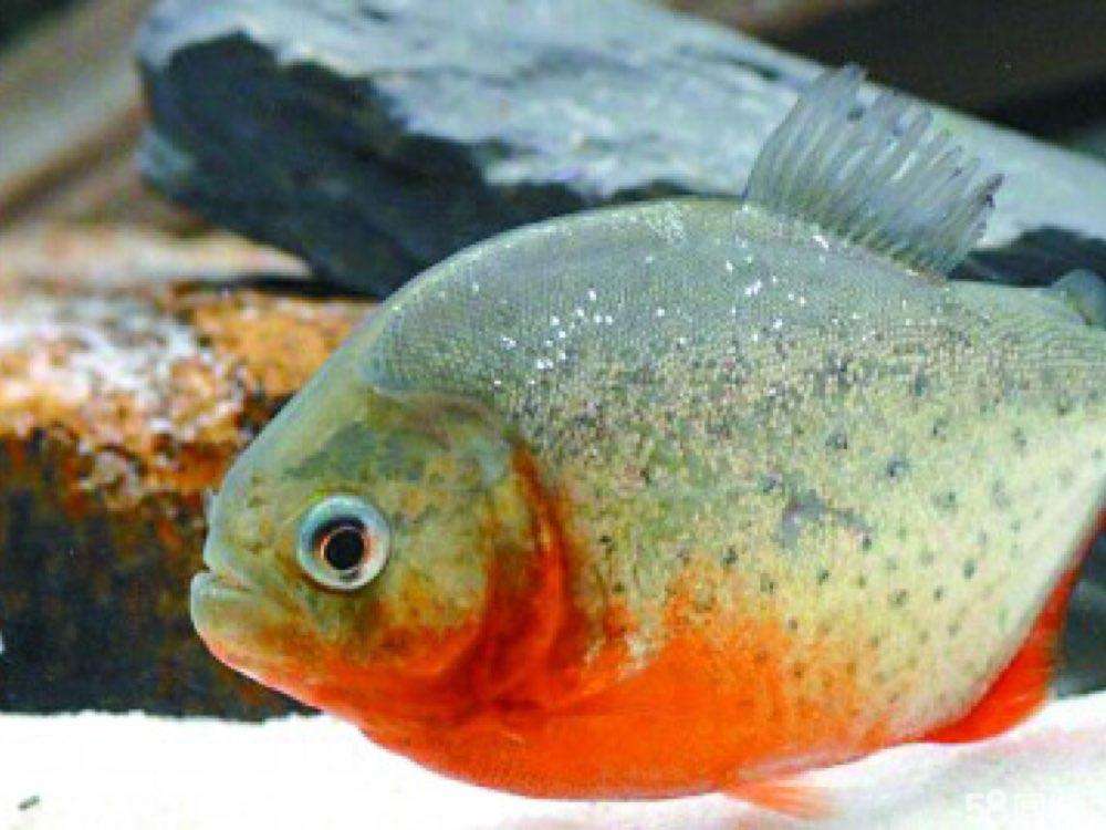 红腹水虎能个人饲养吗,新手养红腹水虎的正确方法