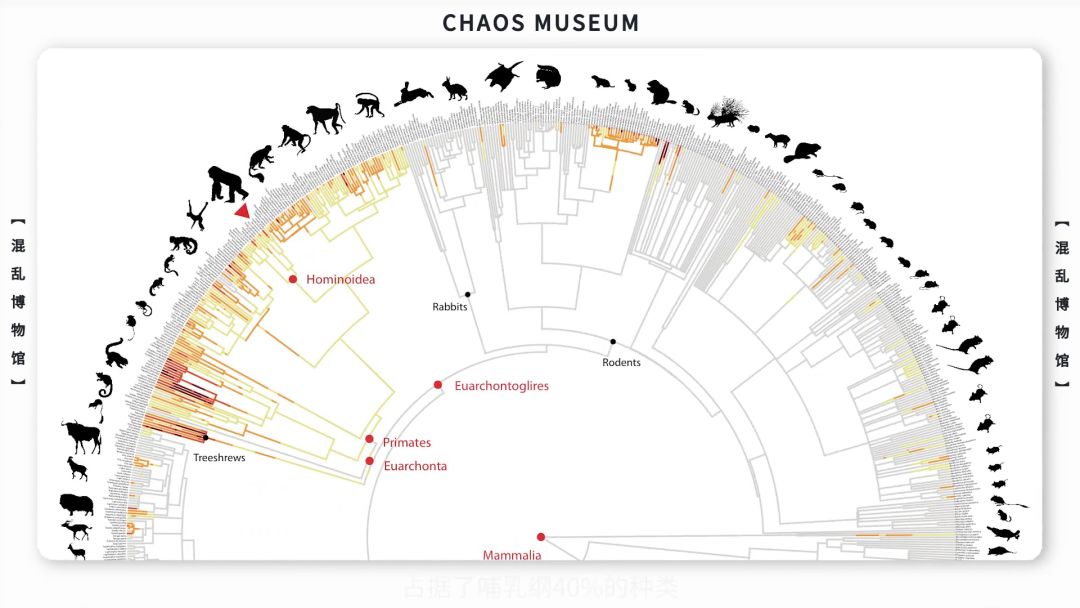 米老鼠是耗子吗,米老鼠原型是什么鼠
