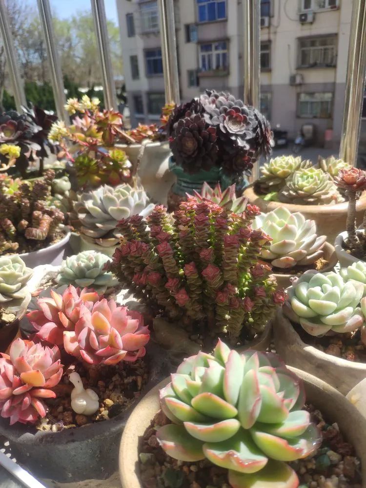 每一棵多肉都承载了一段时光,每一棵多肉都是独一无二