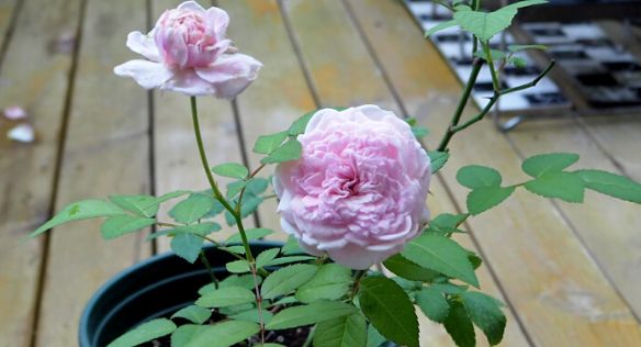 粉妆楼月季直播,粉妆楼月季在广东的表现