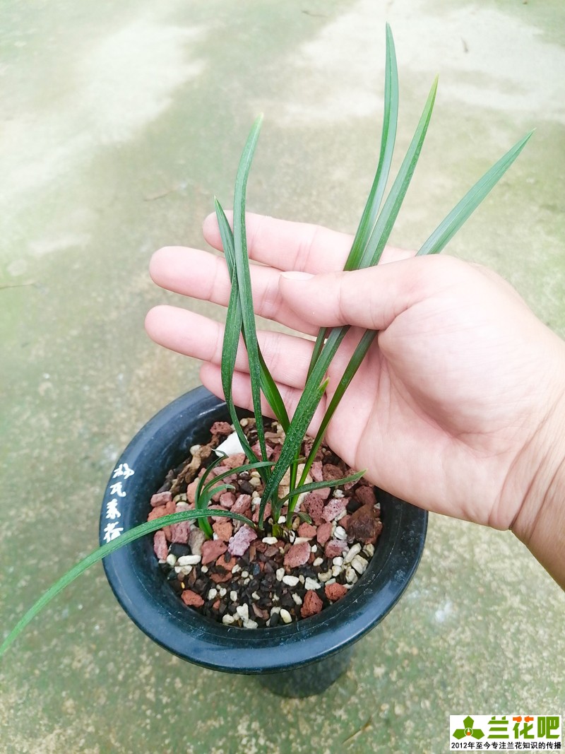 兰草单苗怎么上盆,养兰一盆几苗比较好