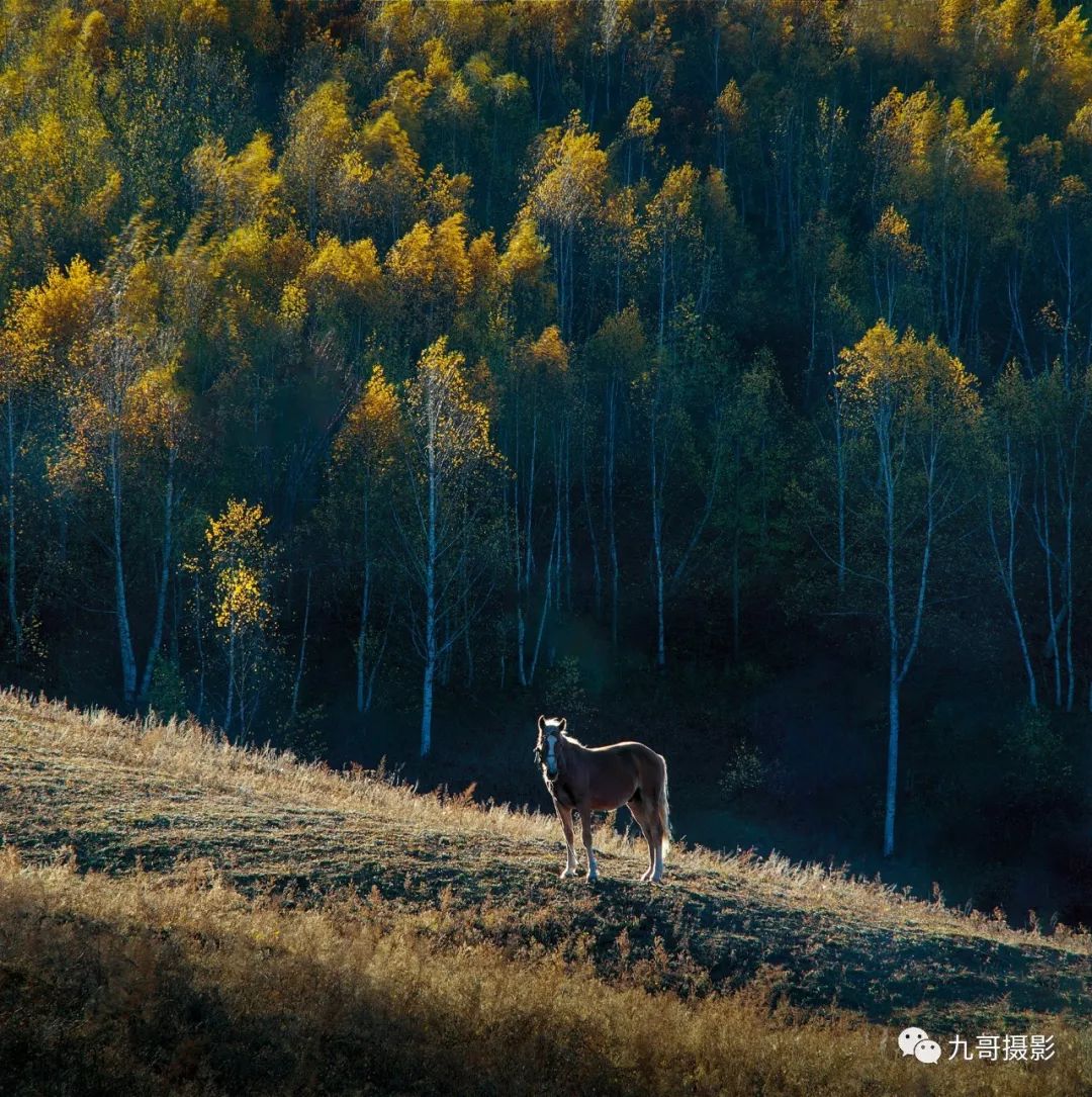 大美坝上草原全景,大美坝上风光系列之一