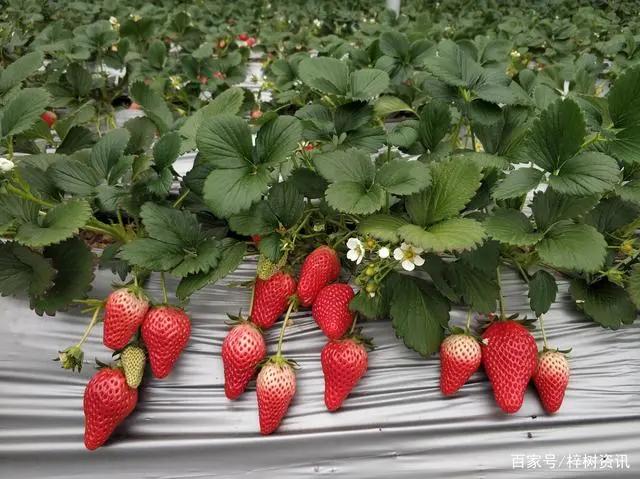 青岛冬天打卡圣地,青岛过年打卡景点有哪些
