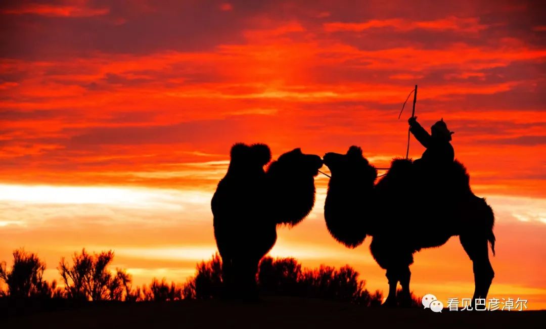 戈壁红驼，乌拉特草原上的珍珠