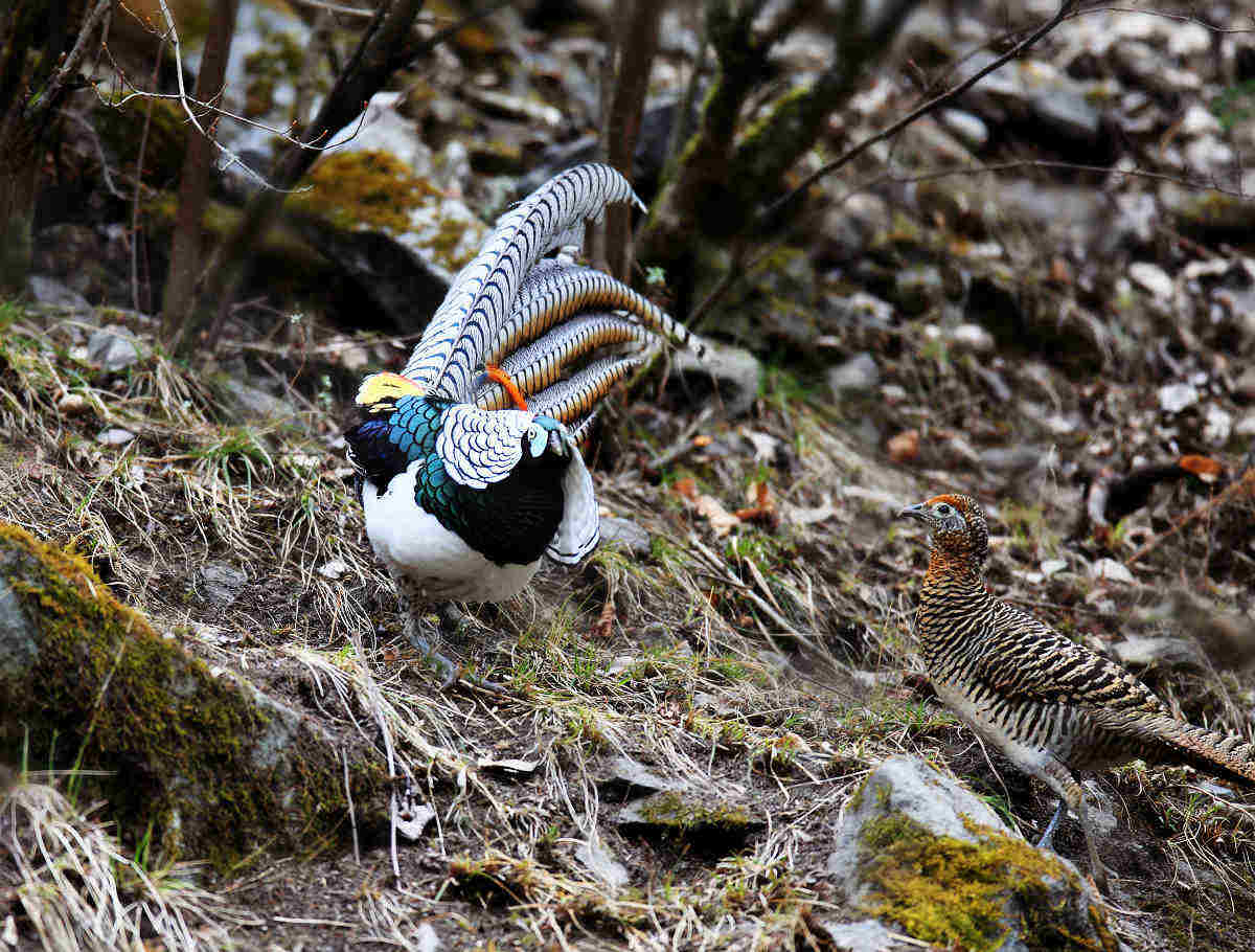 女性隐藏排卵期,人类的女性为什么要隐藏排卵期