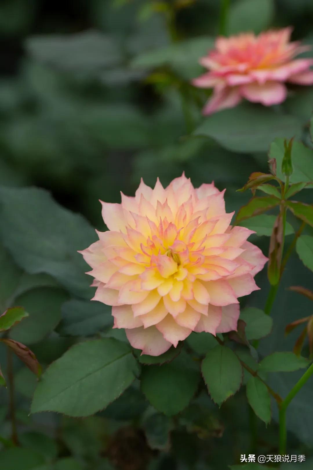 天狼自育抗病强品种,天狼自育浓香品种