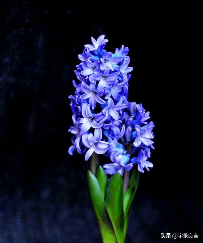 简短精辟的个性签名语录,个性签名经典语录精辟的短句