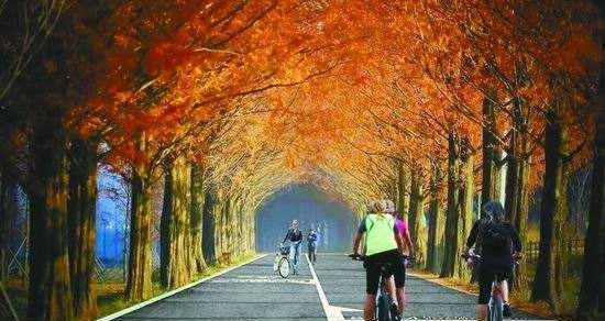 湖北恩施水杉在哪里,恩施水杉公园